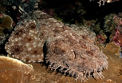 Raja Ampat 2016 - Eucrossorhinus Daypogon - Tasselled Wobbegon - Requin Tapis barbus - IMG_5320_rc